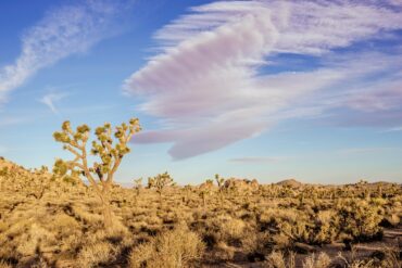 Joshua Tree