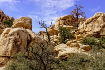 Joshua Tree